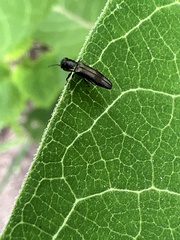 Agrilus derasofasciatus