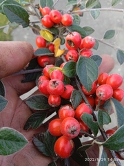 Cotoneaster amoenus
