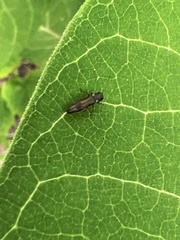 Agrilus derasofasciatus