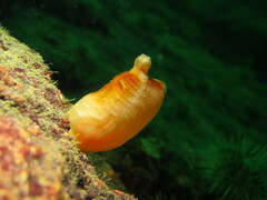 Halocynthia aurantium