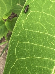 Agrilus derasofasciatus