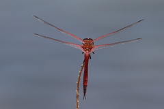 Tramea insularis