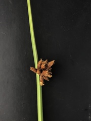 Schoenoplectus deltarum