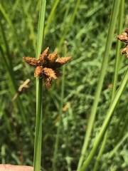 Schoenoplectus deltarum