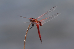 Tramea insularis