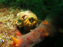 Elassochirus tenuimanus