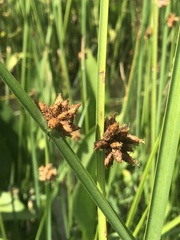 Schoenoplectus deltarum