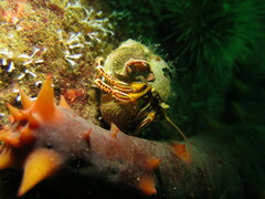 Elassochirus tenuimanus