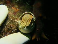 Elassochirus tenuimanus