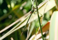 Lestes sponsa
