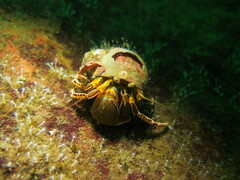 Elassochirus tenuimanus