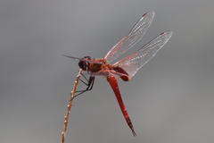 Tramea insularis