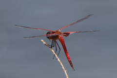 Tramea insularis