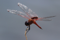 Tramea insularis