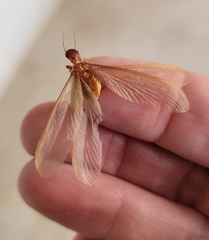 Zootermopsis laticeps