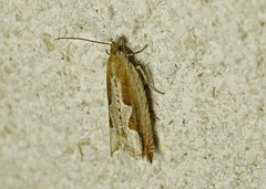 Ancylis geminana