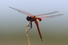 Tramea insularis