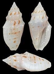 Eucithara