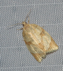 Adoxophyes negundana