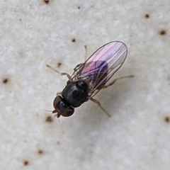 Oscinellinae