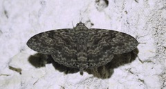 Dialithis gemmifera