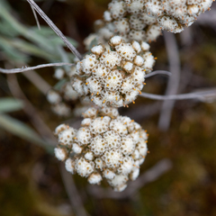 Antennaria pulcherrima