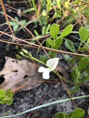 Tephrosia florida