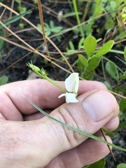 Tephrosia florida