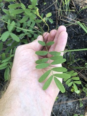 Tephrosia florida