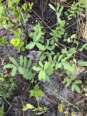 Tephrosia florida