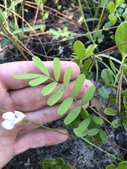 Tephrosia florida