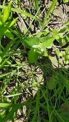 Matelea cynanchoides
