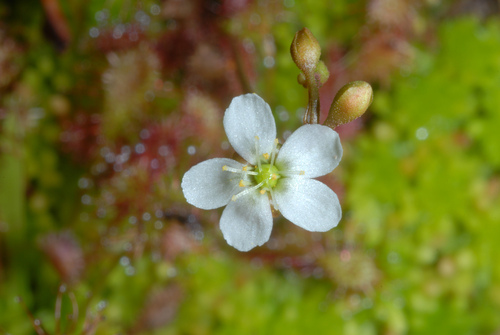 Spoonleaf sundew