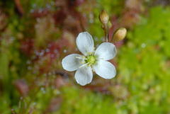 Spoonleaf sundew