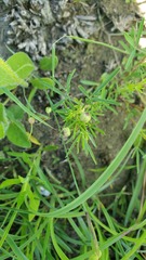Spermolepis