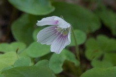 Oxalis montana image