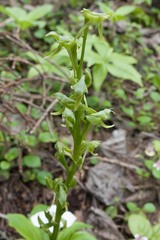 Platanthera hookeri image