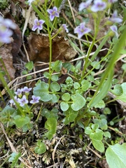 Cardamine purpurea