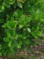 Sideroxylon mirmulans