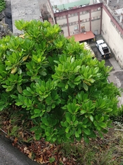 Sideroxylon mirmulans