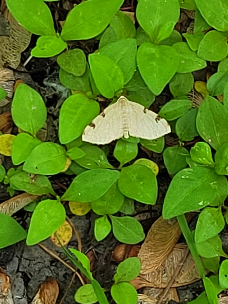 Three-spotted Fillip from Erie, PA 16507, USA on June 11, 2022 at 12:54 ...