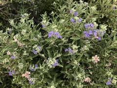 Caryopteris
