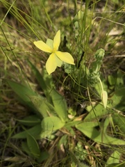 Hypericum suffruticosum