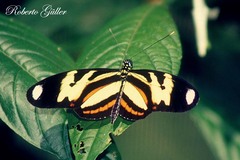 Heliconius ethilla polychrous
