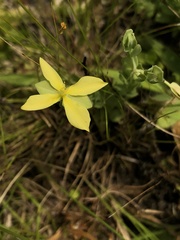 Hypericum suffruticosum