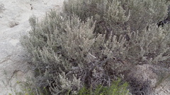 Atriplex acanthocarpa
