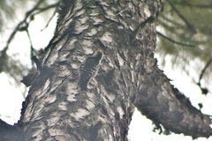 Dendrocoptes auriceps