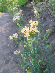 Collomia grandiflora