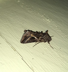 Autographa flagellum