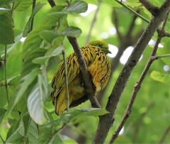 Ptilinopus luteovirens